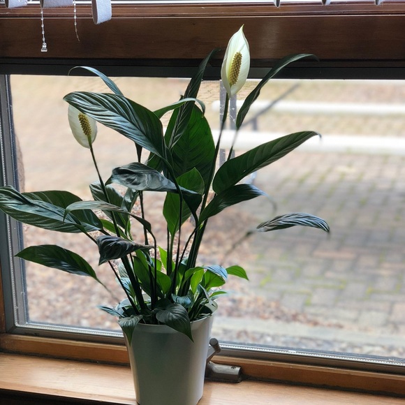 Meet your Posher, C - Picture 1 of 1